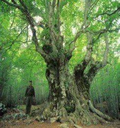 faggete bosco