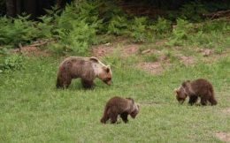 mamma orso marsicano con i cuccioli