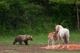 Orso vicino al bestiame