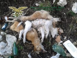 carcasse cani uccisi a bastonate
