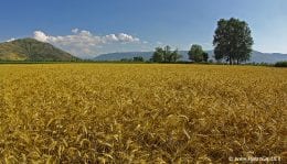 campo di grano Pietro Guida  (4)