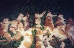 gatti avvelenati, foto archivio