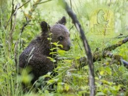 Orso marsicano cucciolo nel parco marsica