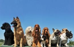 expo canina regionale a Taglaicozzo