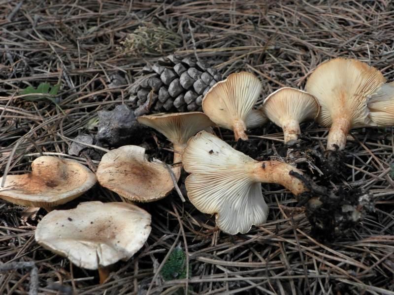 Appello del Gema attenzione a non raccogliere il Clitocybe amoenolens