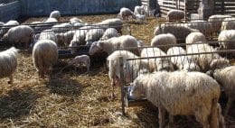 pecore allevamento