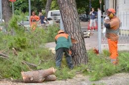 robinie e cipressi alberi taglio