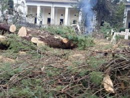 Alberi abbattuti al cimitero di Tagliacozzo (3)