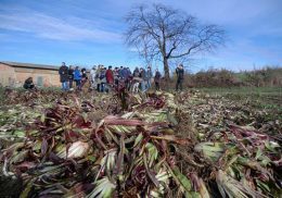 radicchio rosso fucino campi coltivazioni