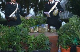 marijuana sequestro carabinieri serra