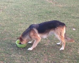 Cane Pastore Tedesco Smarrito