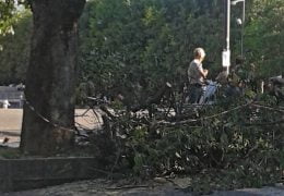 Albero caduto in Piazza Risorgimento