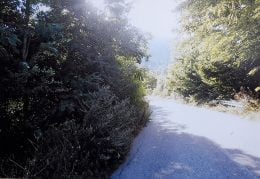 Strada di Tagliacozzo invasa dalla vegetazione (3)