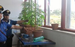 marijuana vasi carabinieri