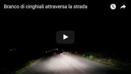 Branco di cinghiali attraversa la strada di notte