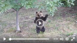 Orso filmato a San Sebastiano dei Marsi