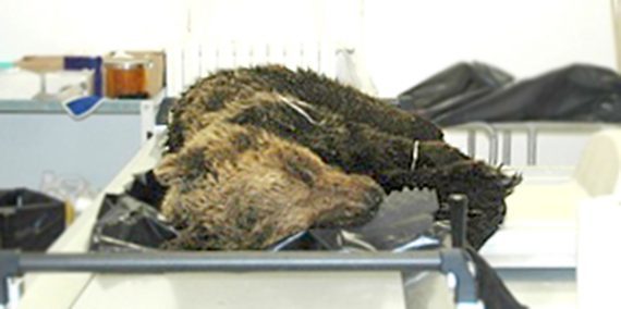 Orso marsicano morto dopo la cattura non ucciso dal narcotico, l’autopsia: “aveva problemi respiratori” Orso marsicano morto dopo la cattura non ucciso dal narcotico, l’autopsia: “aveva problemi respiratori”