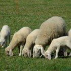 Pecore ovini