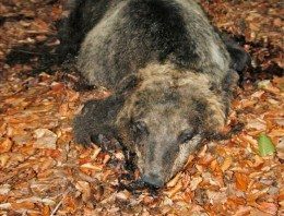 un orso marsicano morto