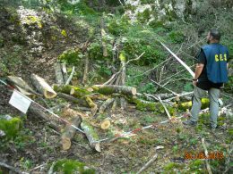 Sequestro di legname da parte della Forestale
