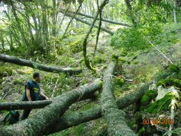 Sequestro di legname rubato da parte della Forestale