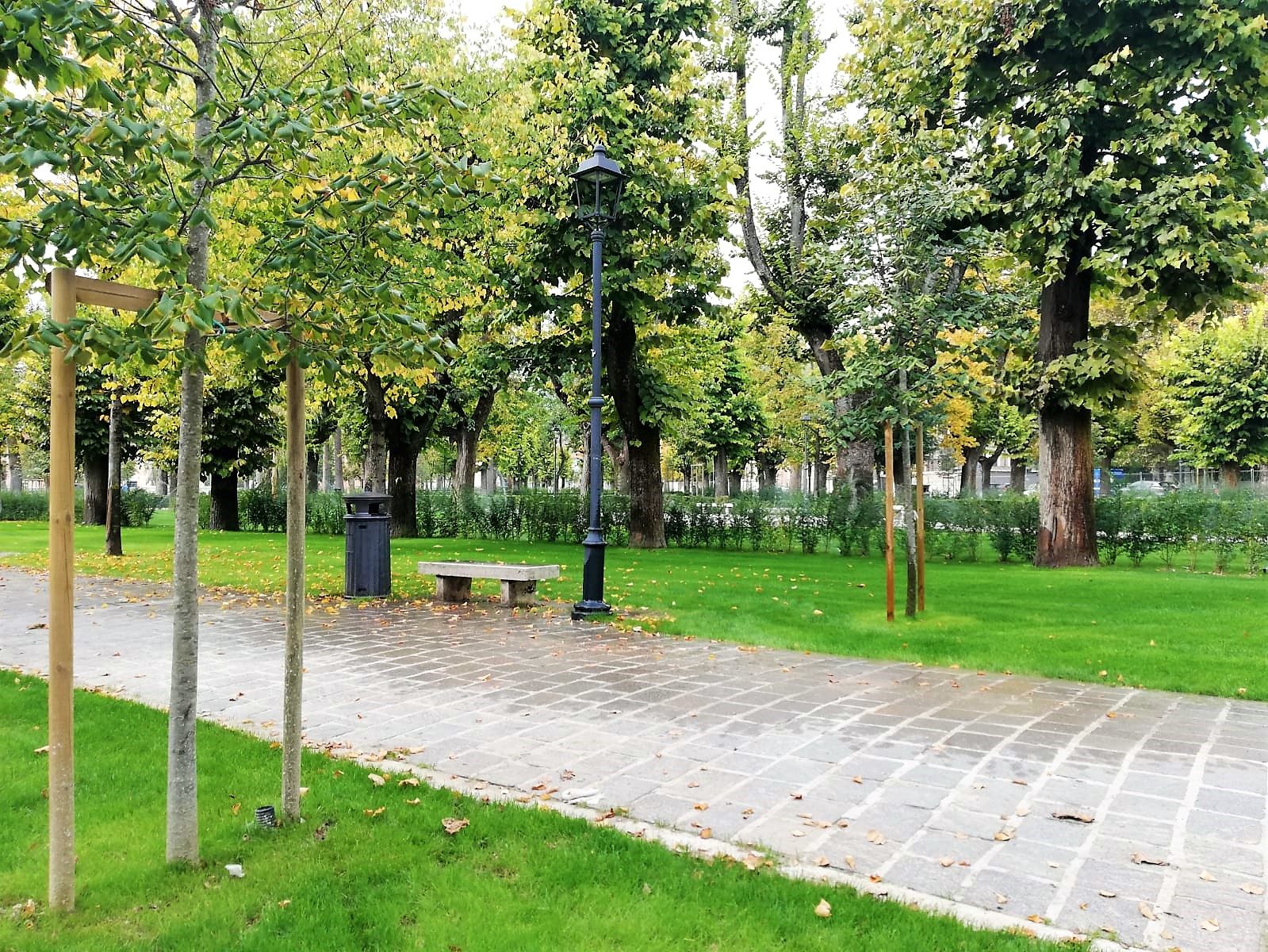 Risultati immagini per alberi di piazza torlonia