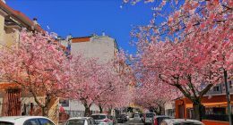 Hanami Avezzano