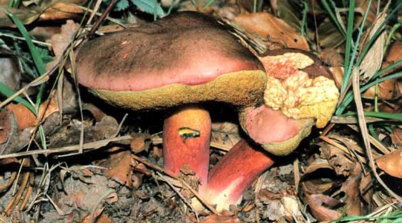 Boletus speciosus Funghi